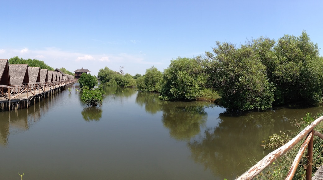 Mangrove Forest