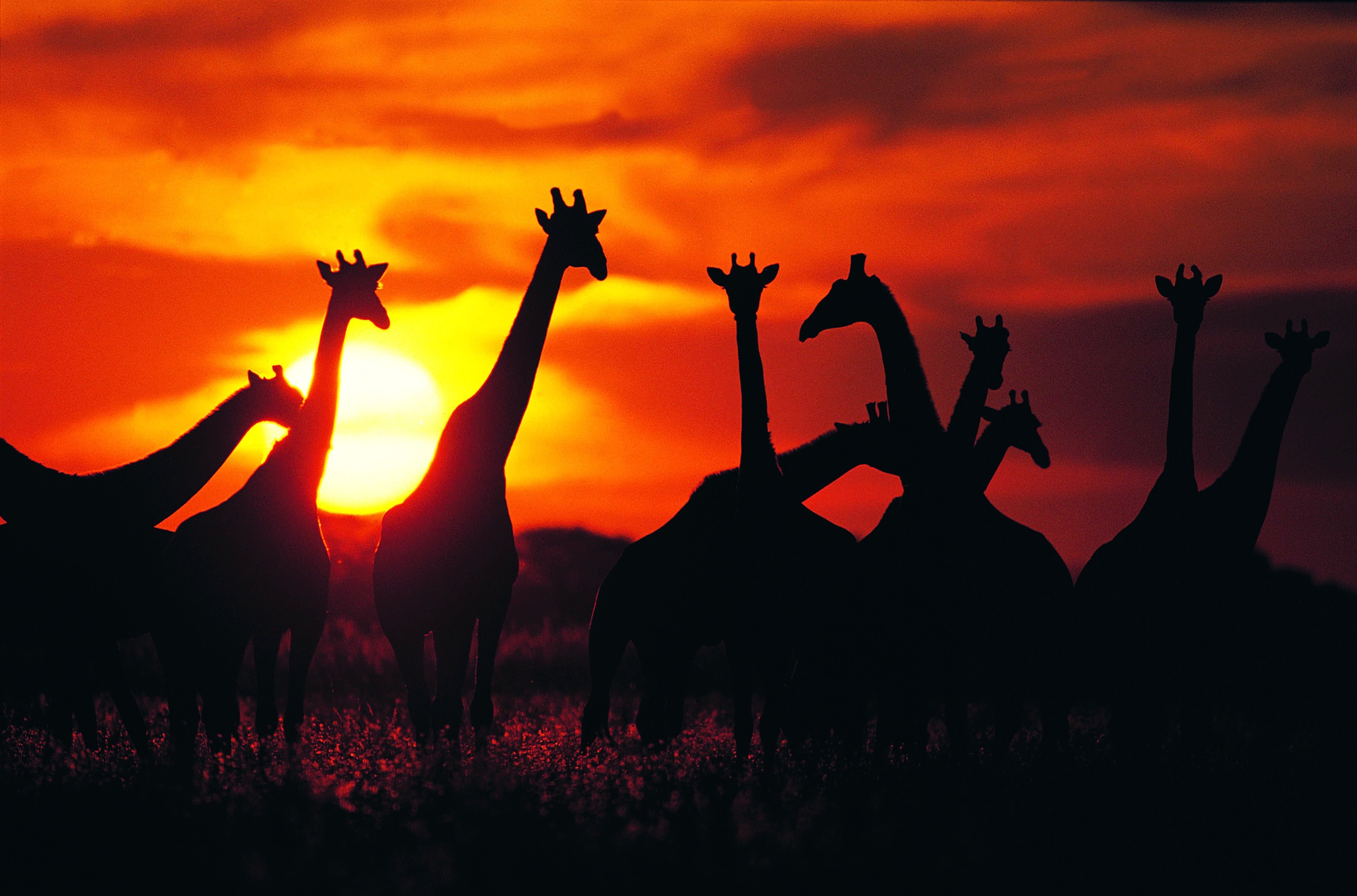 Central Kalahari Game Reserve