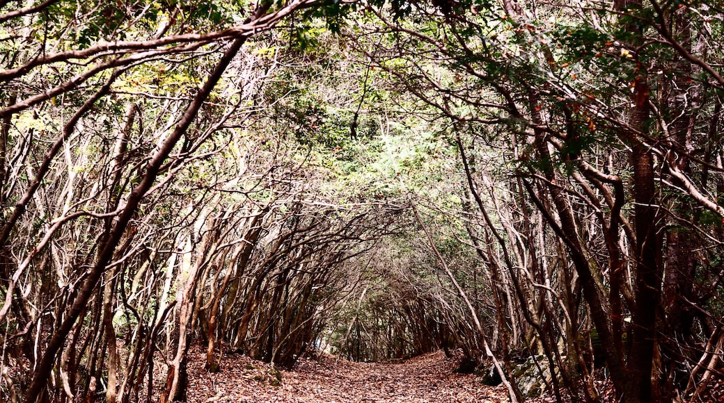 Rừng Aokigahara, Fujikawaguchiko, Yamanashi (tỉnh), Nhật Bản