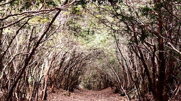 Aokigahara-erdő/