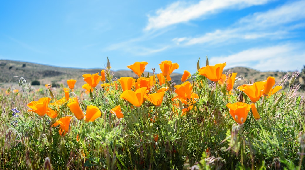 Antelope Valley