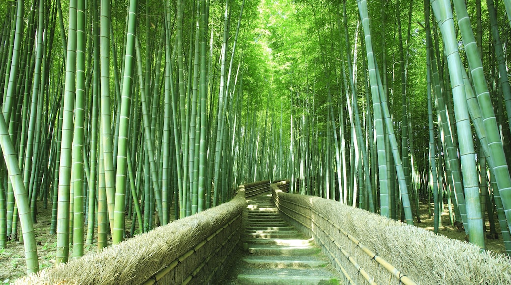Arashiyama Bamboo Grove, Kyoto, Kyoto Prefecture, Japan