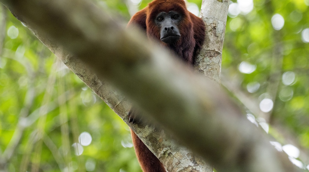 Yasuni National Park