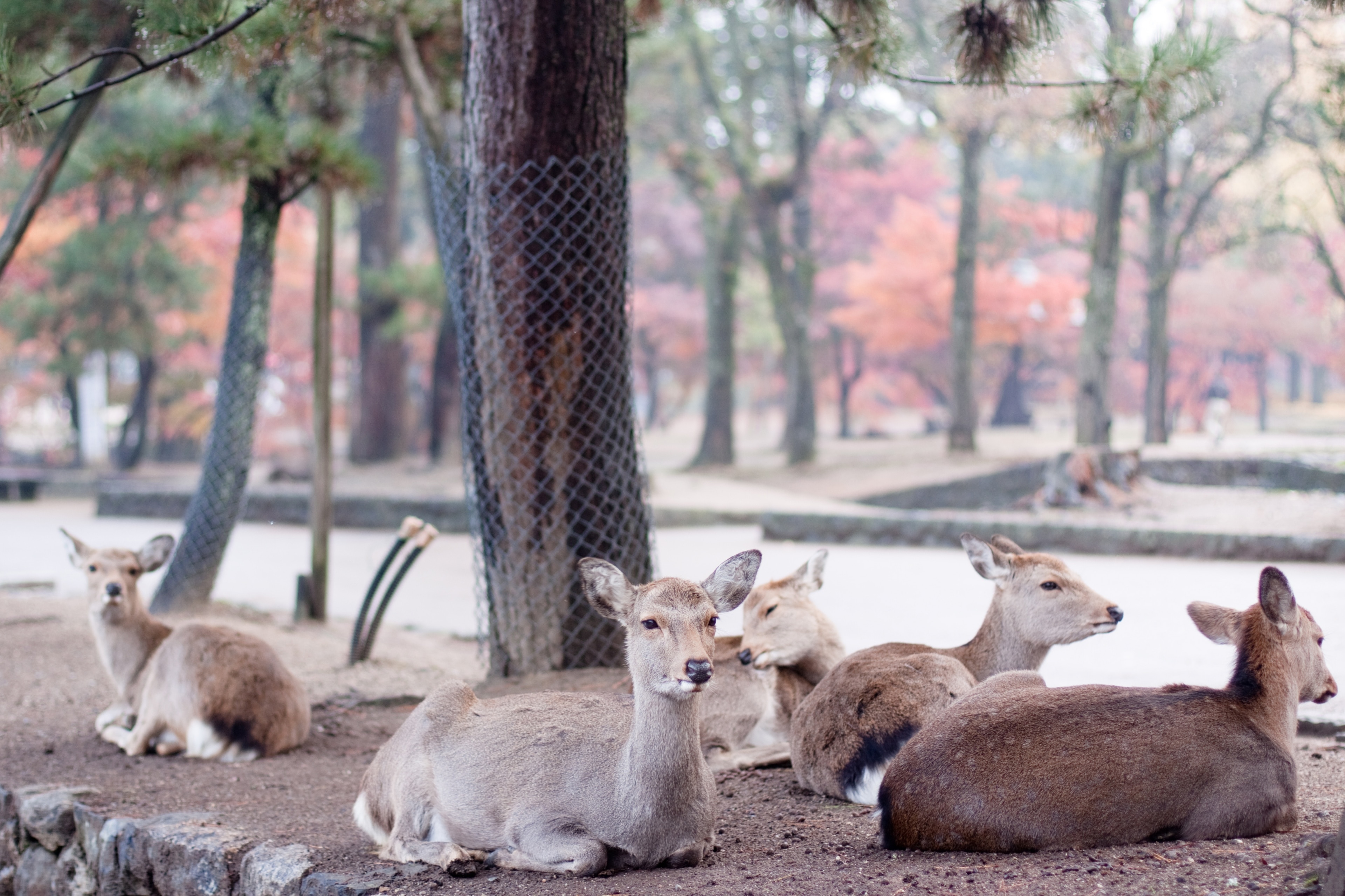 Visit Nasushiobara: 2022 Travel Guide for Nasushiobara, Tochigi ...