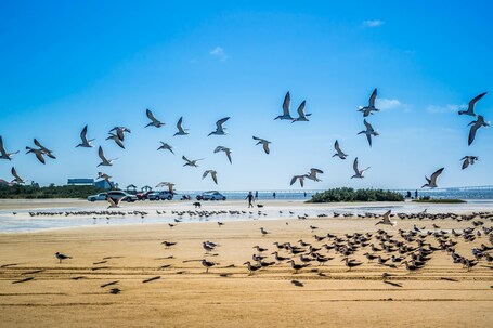 South Padre Island