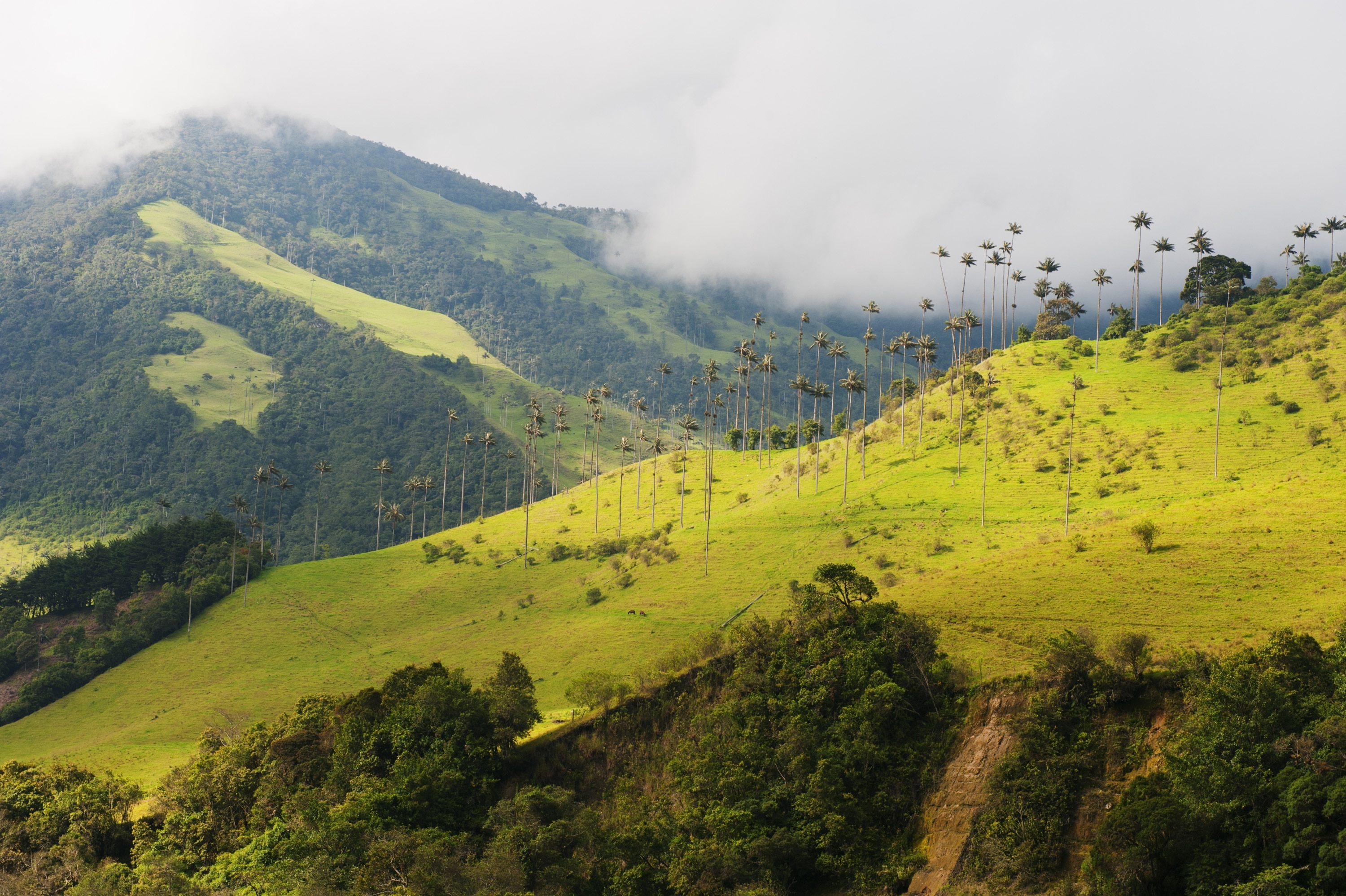 Armenia & the Department of Quindío - Colombia - CHILE TRAVEL GUIDE