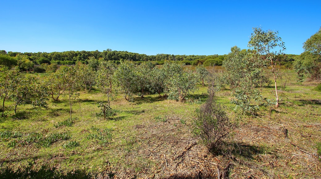Yanchep