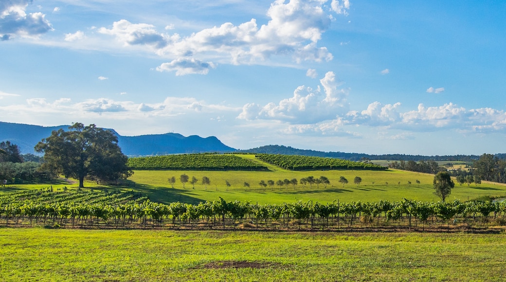 Hunter Valley, New South Wales, Australien