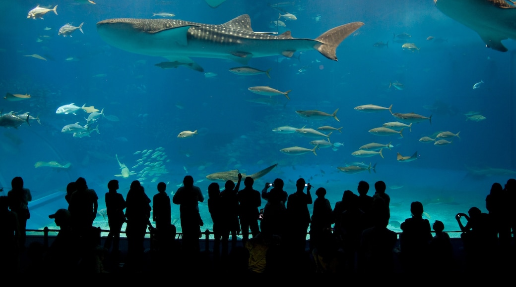 Okinawa Churaumi Aquarium, Motobu, Okinawa Prefecture, Japan