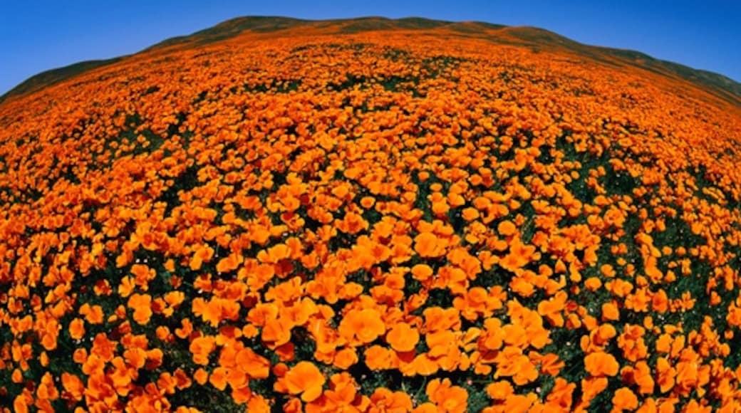 Antelope Valley California Poppy Reserve