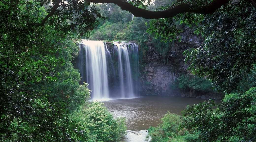 Dangar Falls, Dorrigo, New South Wales, Australia