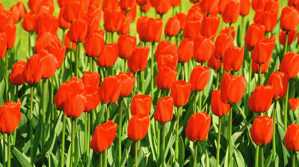 de Keukenhof