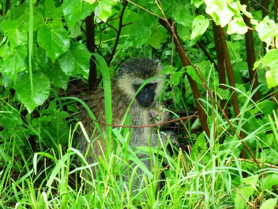 Parque Nacional Akagera