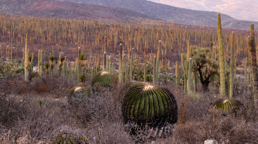 Tehuacán-Cuicatlán Biosphere Reserve