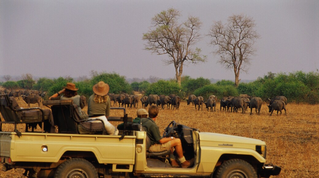 South Luangwa National Park