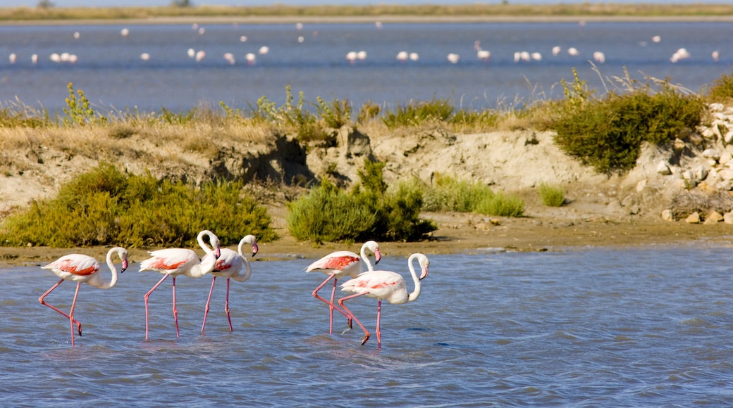 Flamingo tengerpart, Cabo Velas, Guanacaste, Costa Rica