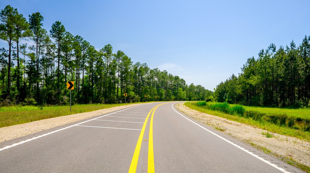 Kisatchie National Forest