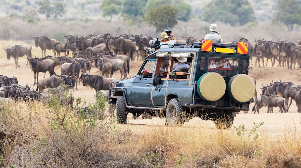 Masai Mara