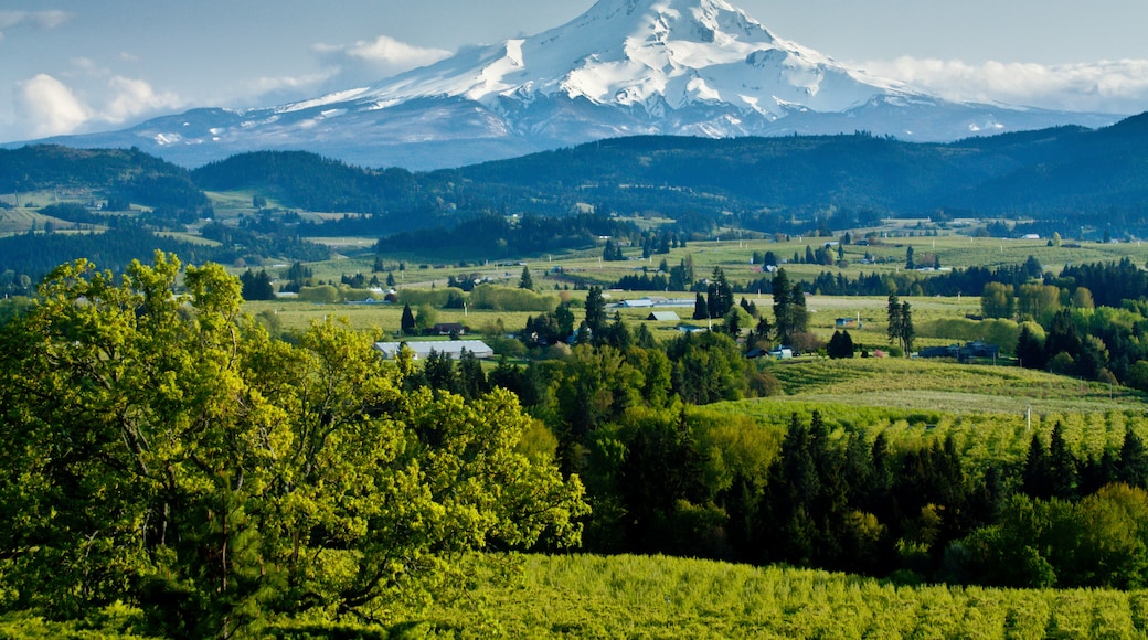 Mt. Hood