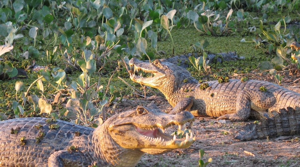 Cagar Alam Pantanal