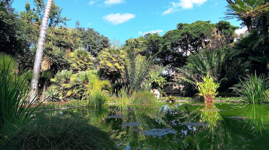 Botanical Gardens, Puerto de la Cruz, Canary Islands, Spain