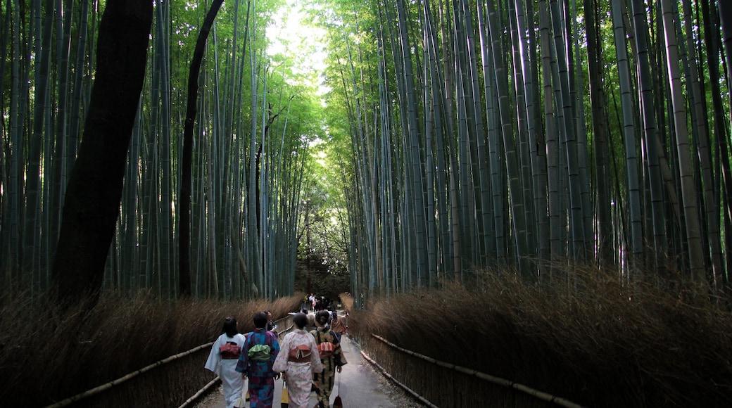 Bamboo Forest Street