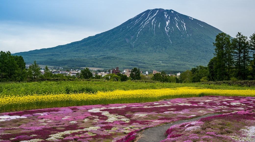 Mount Yotei, Kutchan, Hokkaido Prefecture, Japan