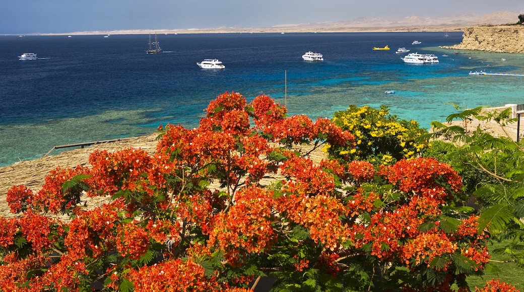 El Hadaba, Sharm El Sheikh, South Sinai Governorate, Egypt