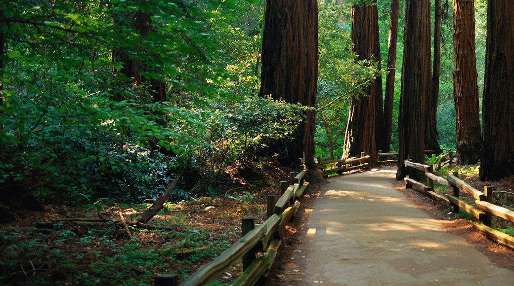 Muir Woods National Monument, Mill Valley, California, United States of America