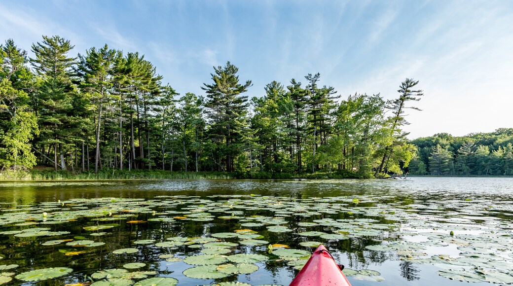 Ludington