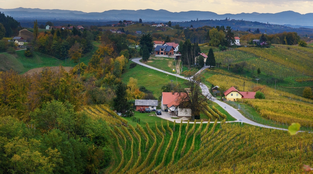 Perkebunan Anggur Podravje