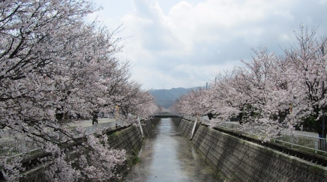 Sakura