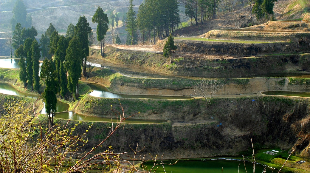 Niigata