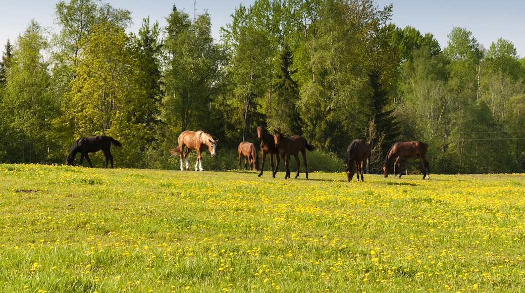 Võruregionen