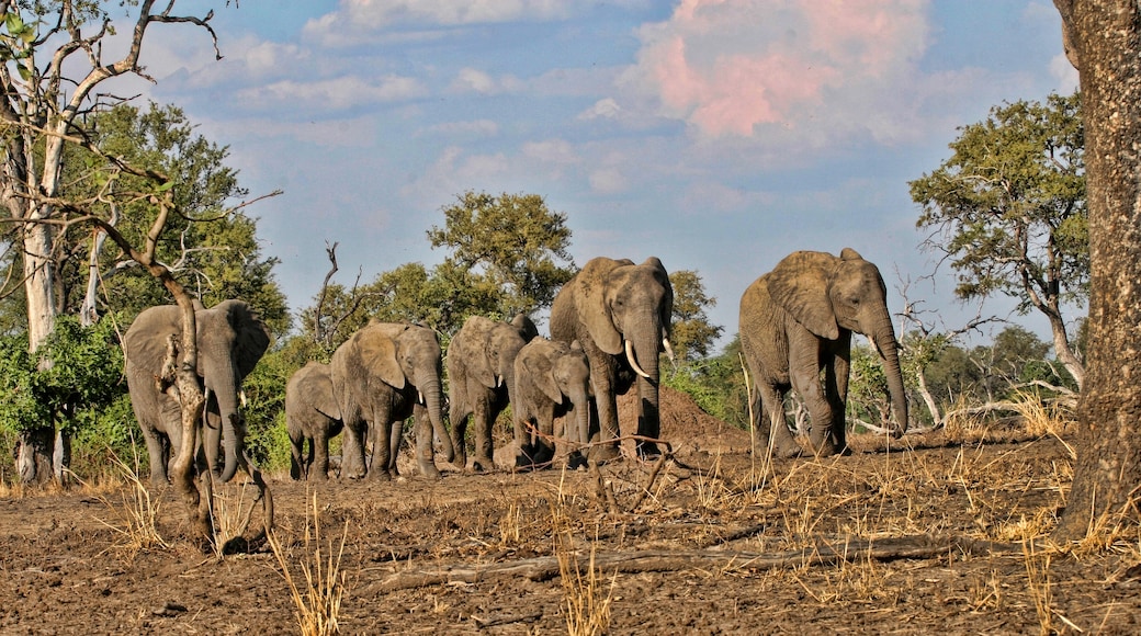 South Luangwa nationalpark