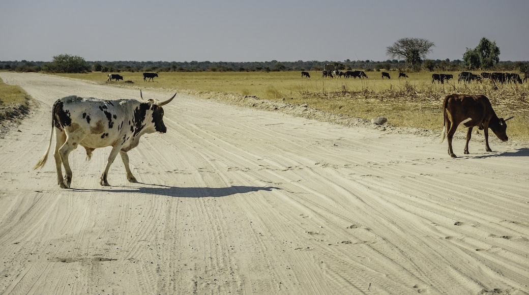 Kavango East Region