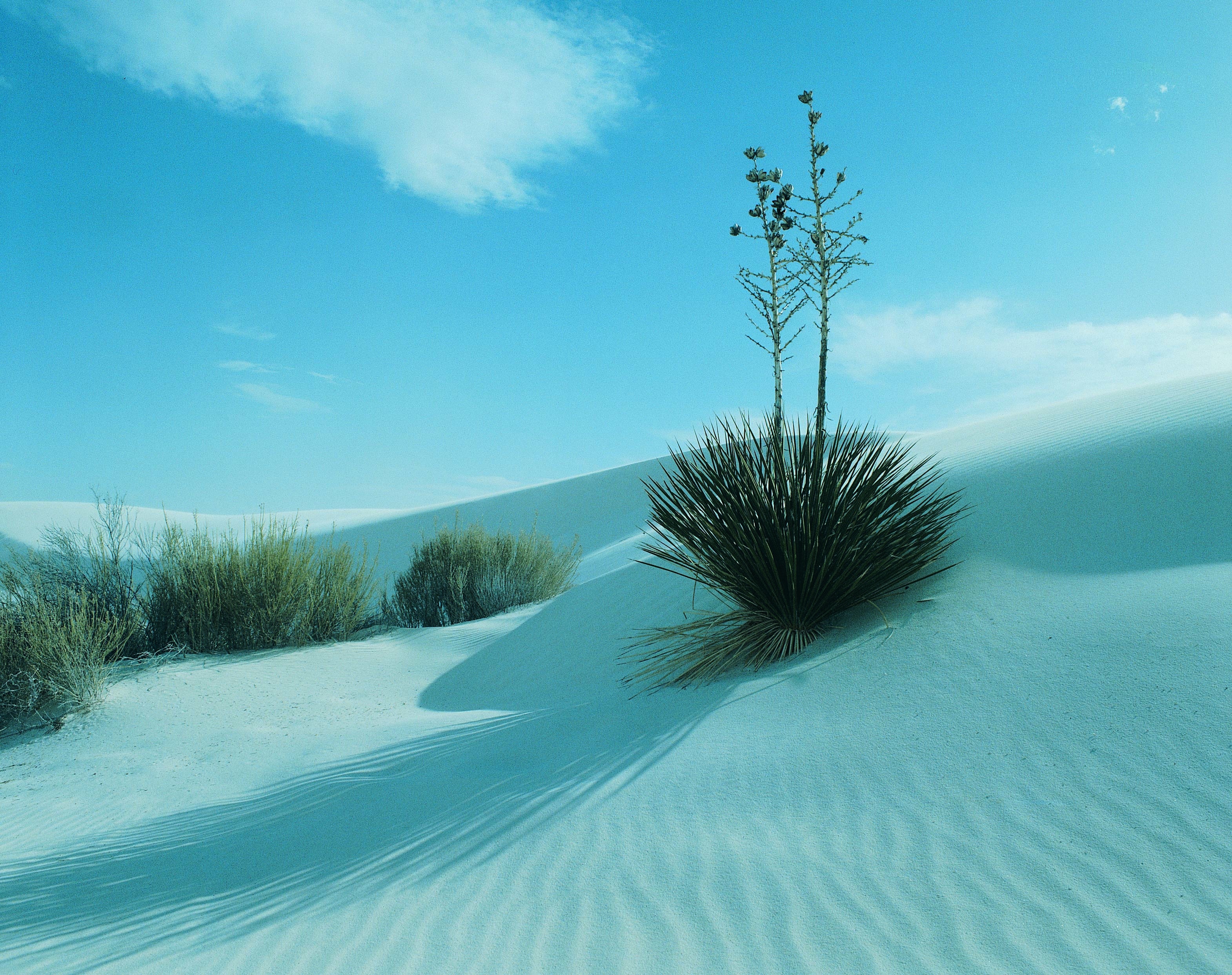 White Sands National Park in New Mexico - Tours and Activities