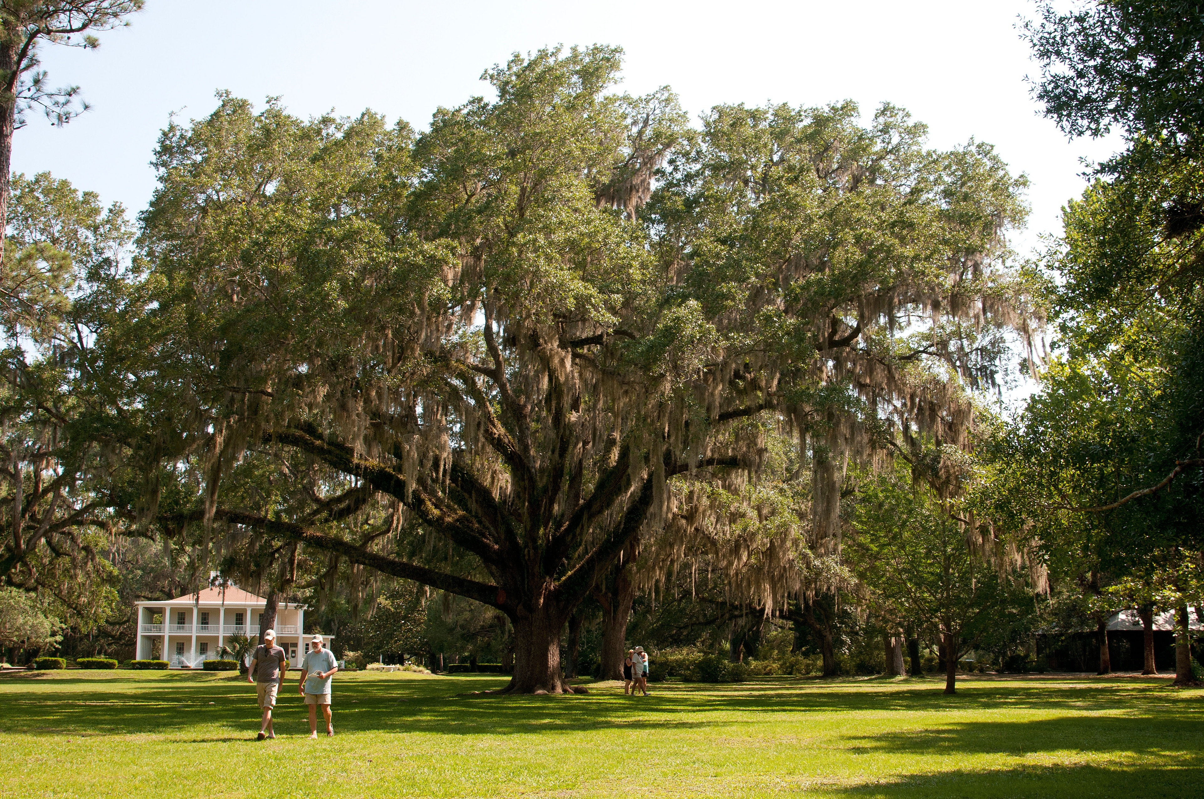 Explore the great outdoors at Eden Gardens State Park, a lovely green space in Santa Rosa Beach. Wander the beautiful beaches in this family-friendly area. 