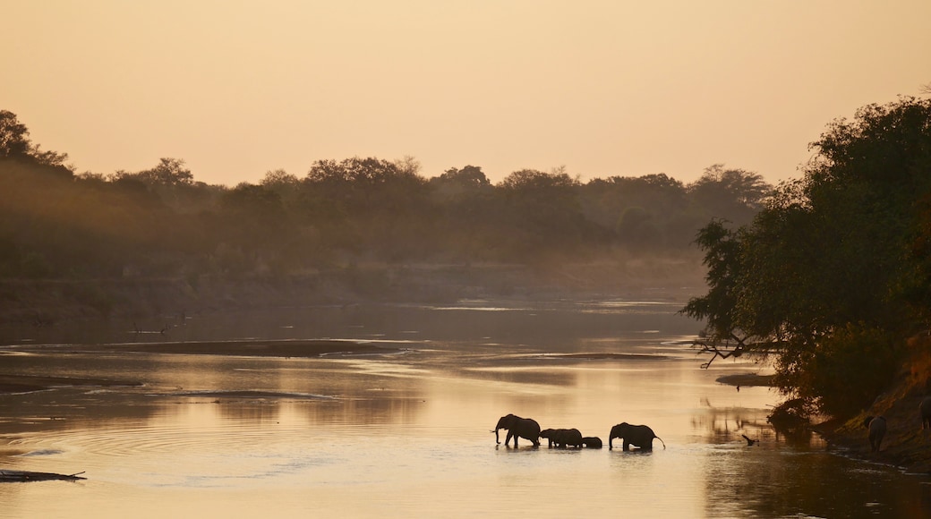 South Luangwa nasjonalpark, Zambia