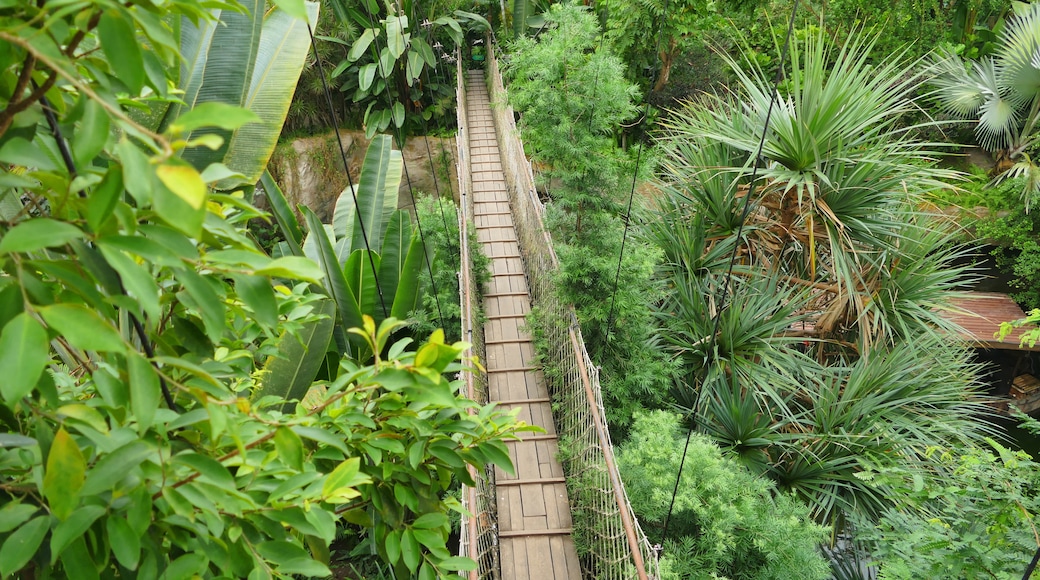 Nationalpark Nyungwe Forest