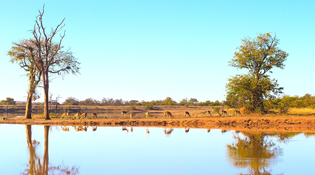 Phalaborwa, Limpopo, Sydafrika