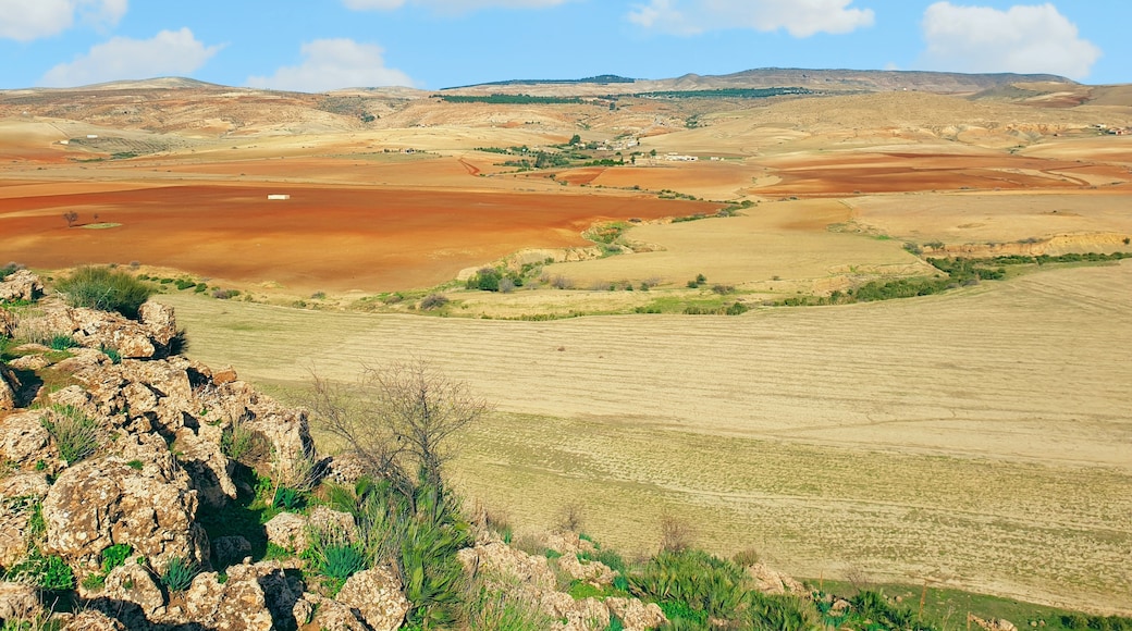 Wilaya de Tiaret