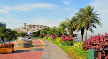 Las Penas, Guayaquil, Guayas, Ekvador
