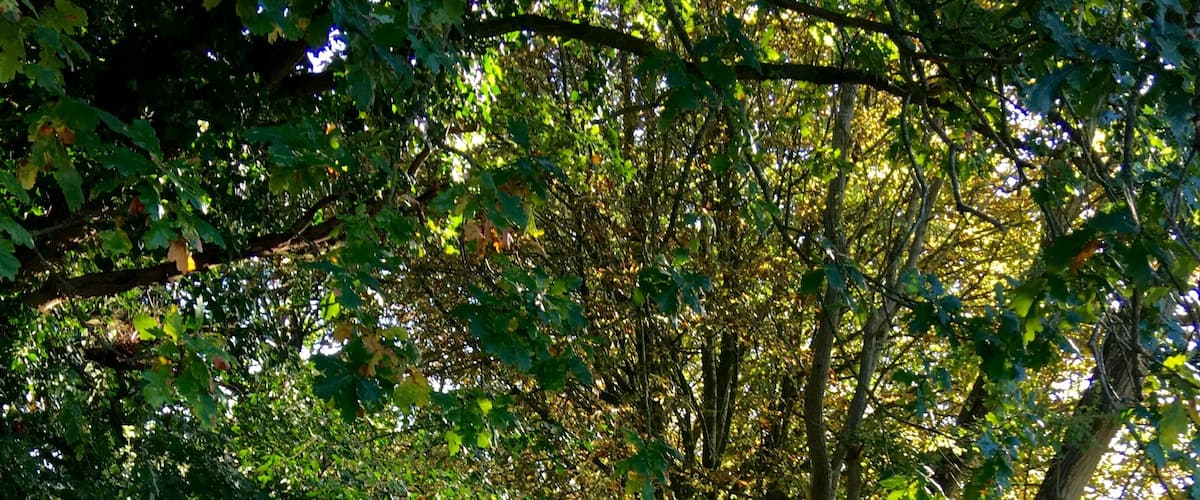 Early autumn along the Kennet & Avon canal towpath.