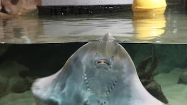 In Fort Kijkduin you also can visit the aquarium with lots of fishes and the skull of a whale who died on the beach from noord Holland.