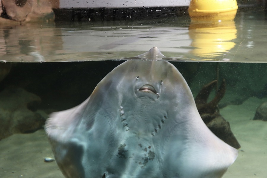 In Fort Kijkduin you also can visit the aquarium with lots of fishes and the skull of a whale who died on the beach from noord Holland.