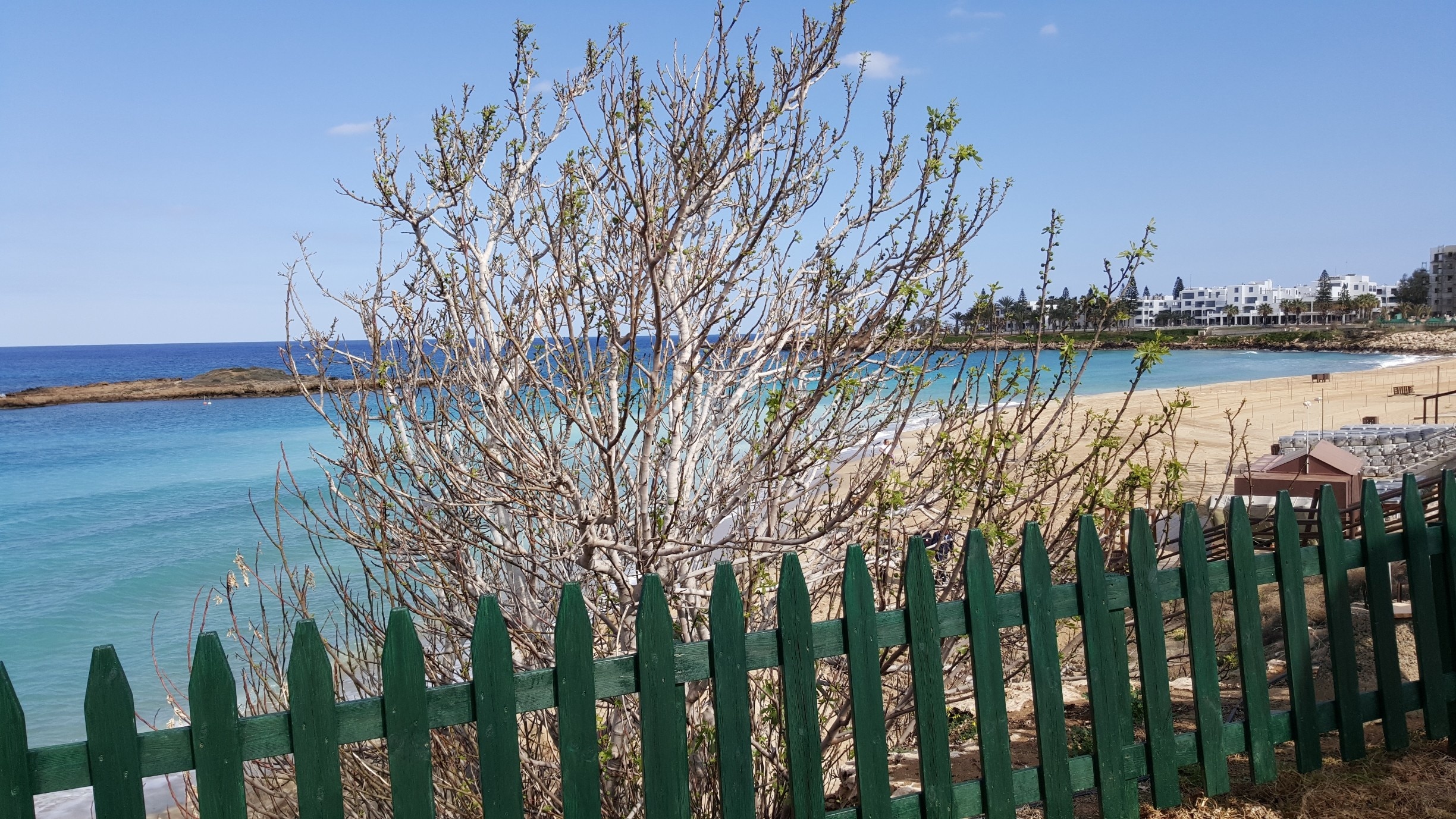 My husband and I searched everywhere for this Fig tree.  Well, we found it and the beach was stunning. 
