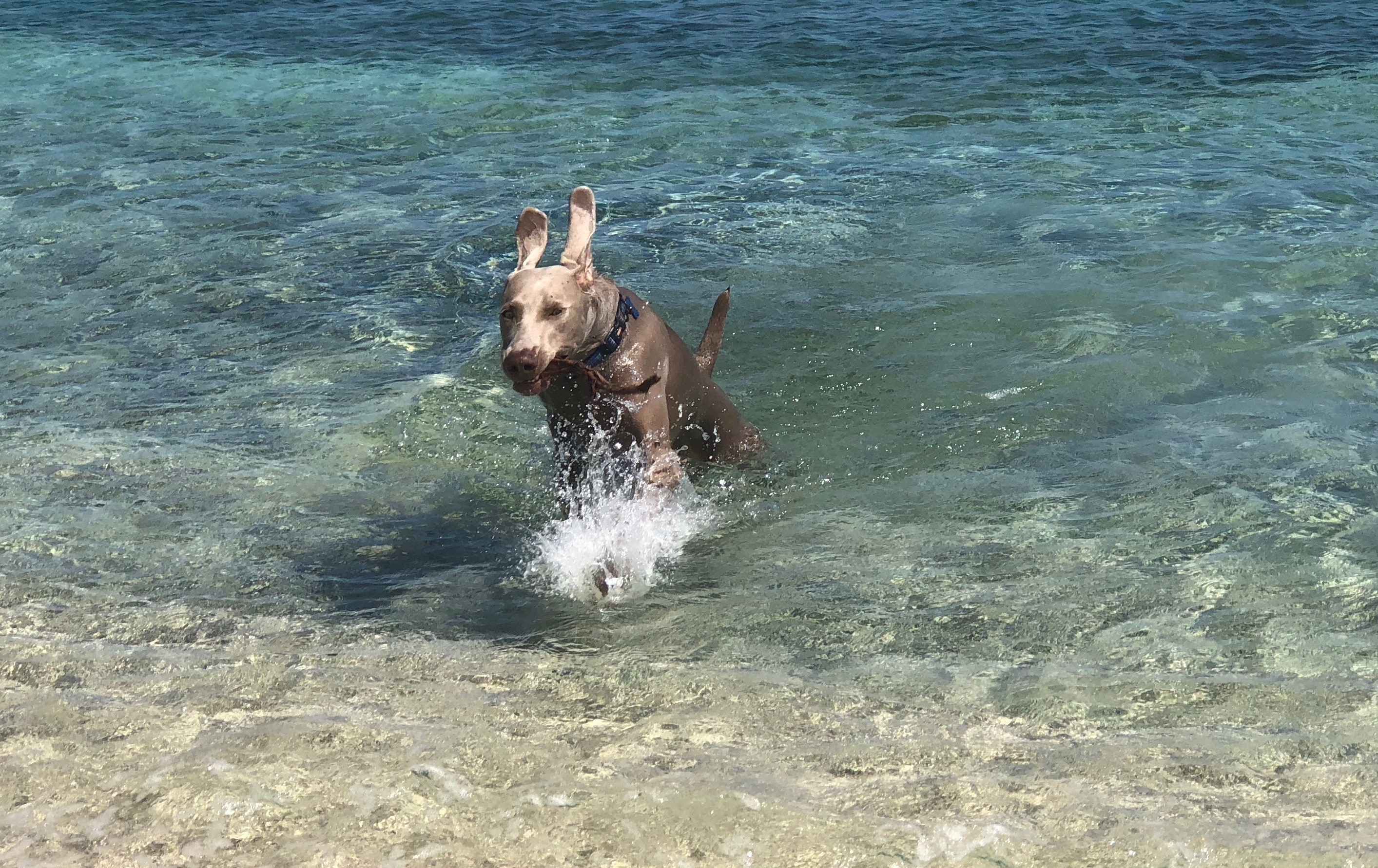 Four wheel (and paw) drive only, please!

This beach is tucked away and secluded as a local's favorite.  Great sticks are to be had to make for a great game of fetch.

Weimaraner ears are ready for takeoff!

#LifeatExpedia #USVI #StThomas #beachday #Julycontest