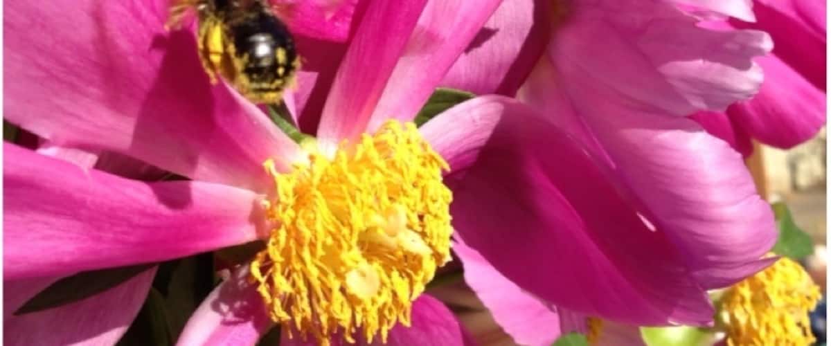 This bee was so loaded down with pollen he could hardly fly. Very funny to watch him 'stagger-fly' off.