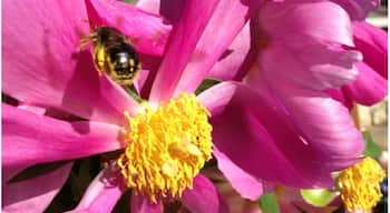 This bee was so loaded down with pollen he could hardly fly. Very funny to watch him 'stagger-fly' off.